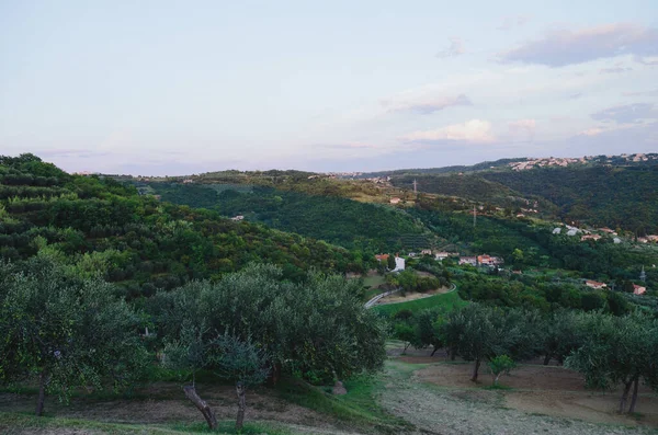 Slovenya kıyılarından gün batımına karşı zeytin ağaçları ve Adriyatik Denizi ile güzel yeşil tepelerin manzarası. Portoroz, Slovenya.