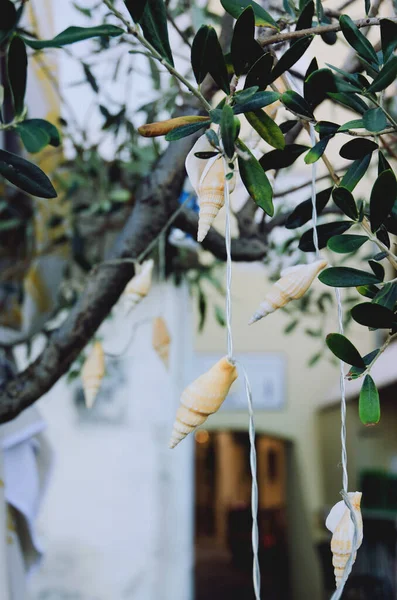 Krásné Pozadí Ozdobných Věnců Podobě Mušlí Zavěšených Olivovníku Starém Městě — Stock fotografie