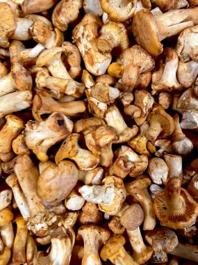 Pek çok taze, olgun mantarın arka planı kapanıyor. Üst Manzara. Düz yatıyordu. Sonbahar hasadı. Yemek arkaplanı. 