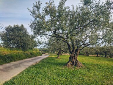 Background of green beautiful garden with old olive trees at the Adriatic coast in spring. 