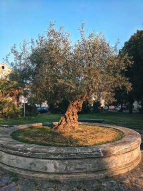 Background of green beautiful garden with old olive trees at the Adriatic coast in spring. 