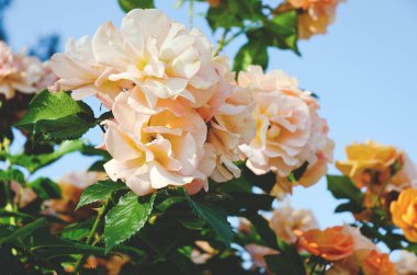 Bahçedeki sarı, pembe gül dalının arka planı kapanıyor. Üst Manzara. Doğal ve sezonluk arka planlar. 