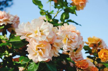 Bahçedeki sarı, pembe gül dalının arka planı kapanıyor. Üst Manzara. Doğal ve sezonluk arka planlar. 