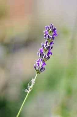 Tek lavanta çiçeği