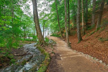 Orman yol iz Plitvice, Hırvatistan