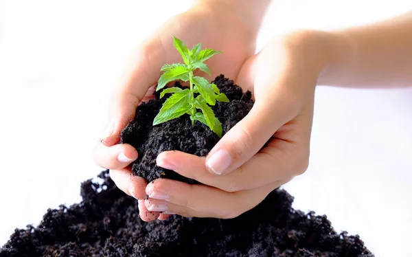 Växande plantan — Stockfoto