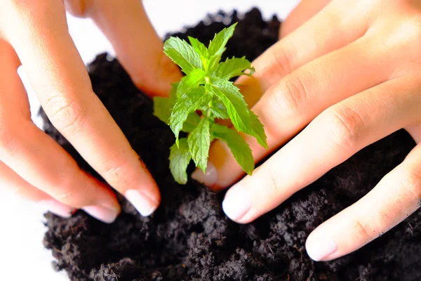 Planta em crescimento — Fotografia de Stock