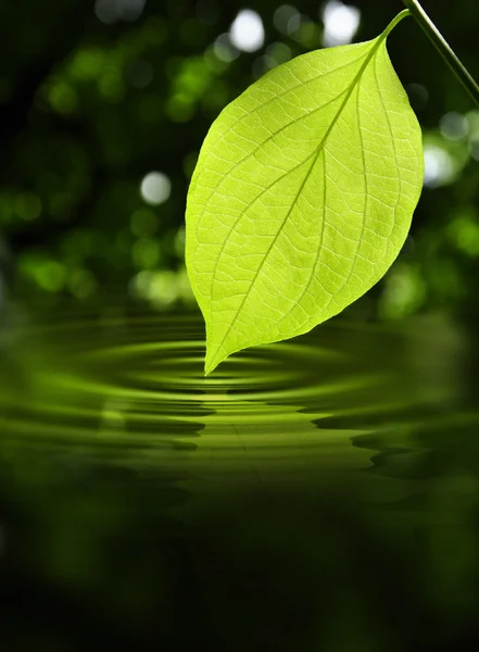 Leaf Touching Water — Stock Photo, Image