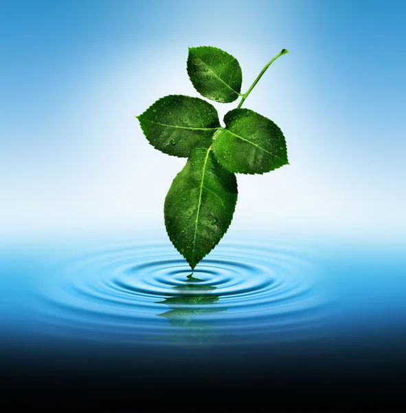 Leaf Touching Water — Stock Photo, Image