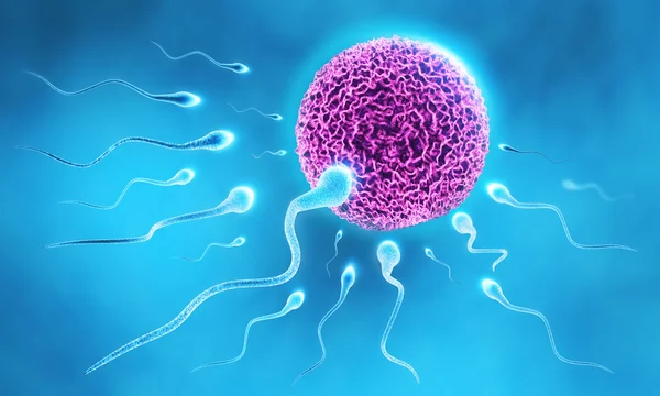 Spermatozoi e uova — Foto Stock