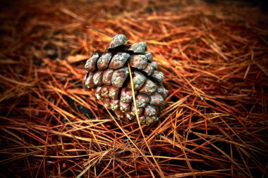 Çam koni nöbetm Closeup