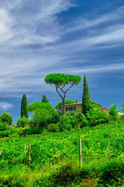 Tuscany şarap çiftlik