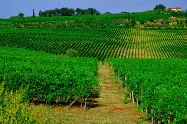 Tuscany wijn boerderij — Stockfoto