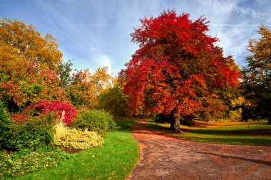 Autumn in the Park clipart