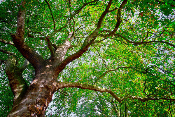Ветви старого дерева