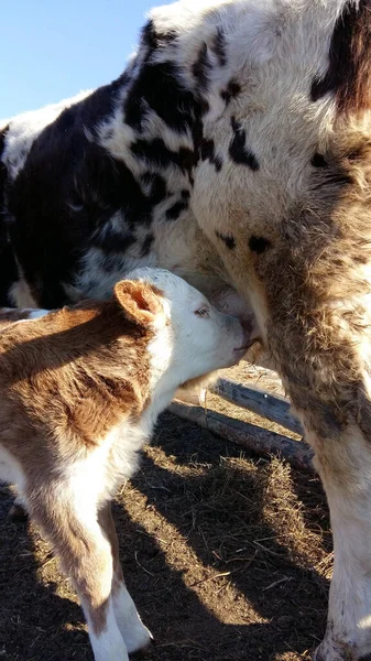 Niedliche Neugeborene Kälber Saugen Milch Aus Einem Kuh Euter Auf — Stockfoto