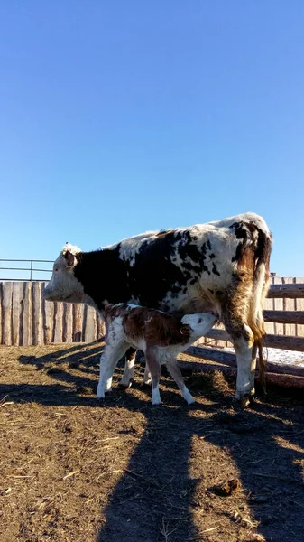 Cute Newborn Calf Sucking Milk Cow Udder White Black Fluffy — Stock Photo, Image