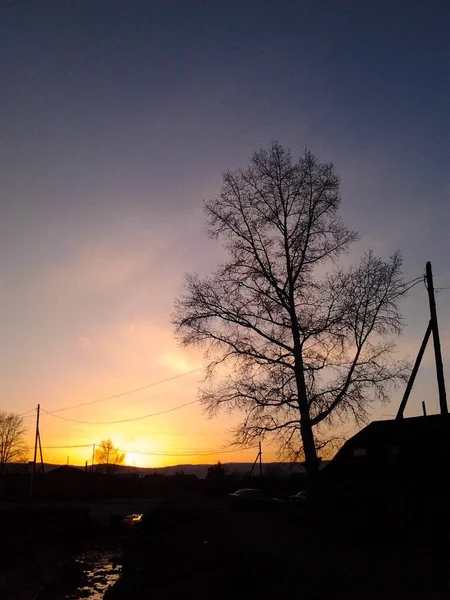 Kahle Baumsilhouette Sonnenuntergang Stamm Und Äste Der Pappel Der Morgendämmerung — Stockfoto