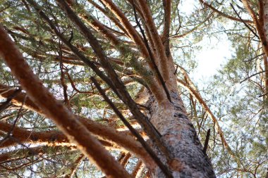 Çam dalları Arka planda her zaman yeşil kozalaklı ağaç gövdesi yeşil köknar iğneleri güneşten sırılsıklam olmuş ağaç tepesi
