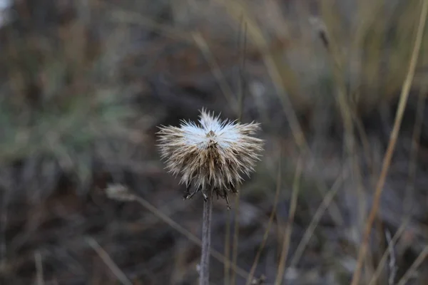 Fotografía Cerca Hierba Seca Amarilla Flores Otoño Prado Hayfield Heno — Foto de Stock