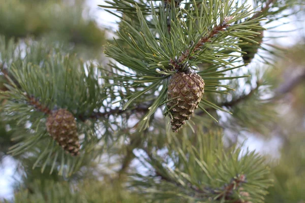 pine tree branches with coniferous cones and fir-needles close-up. Evergreen Siberian forest