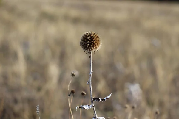 Close Foto Van Droge Gele Bloem Gras Herfst Hooiveld Hooi — Stockfoto