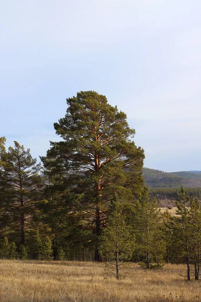 Mohutná Vysoká Borovice Hustými Větvemi Jehličnatý Věčně Zelený Strom Jedlovými — Stock fotografie