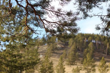 Çam dalları Her zaman yeşil kozalaklı ağaç gövdesi Yeşil köknar iğneleri Güneşte ıslanmış sık ağaç orman ile kaplı dağın tepesinde