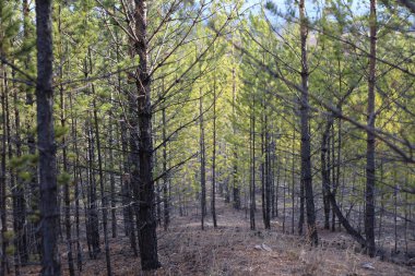 Genç çam ağaçları ormanları yeni kozalaklı ağaçlar. Sonbahar günbatımında köknar iğneli yoğun dallar.