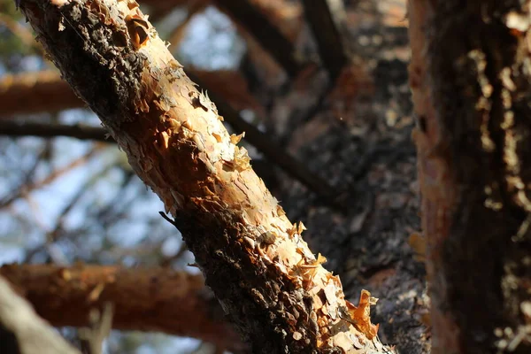 Çam ağacı gövdesi kabuğu dokusu yakın plan. Kozalaklı ağaçlık, dalların sarı kahverengi renkleri. 