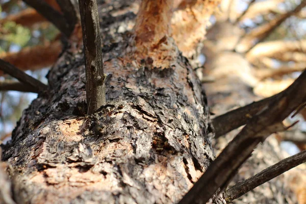 Pinheiros Tronco Casca Textura Close Floresta Coníferas Cores Castanhas Amarelas — Fotografia de Stock