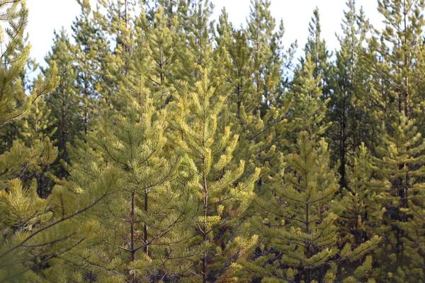 Giovani Pini Foresta Nuova Conifere Bosco Sempreverde Rami Densi Con — Foto Stock