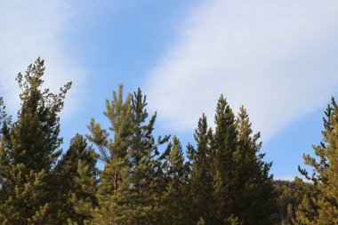 Genç çam ağaçları ormanları yeni kozalaklı ağaçlar. Parlak mavi gökyüzü ile köknar iğneleri ile yoğun dallar