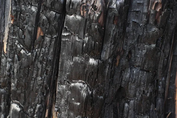 Burnt Wood Texture Tree Stump Turned Black Coal Dangerous Forest — Stock Photo, Image