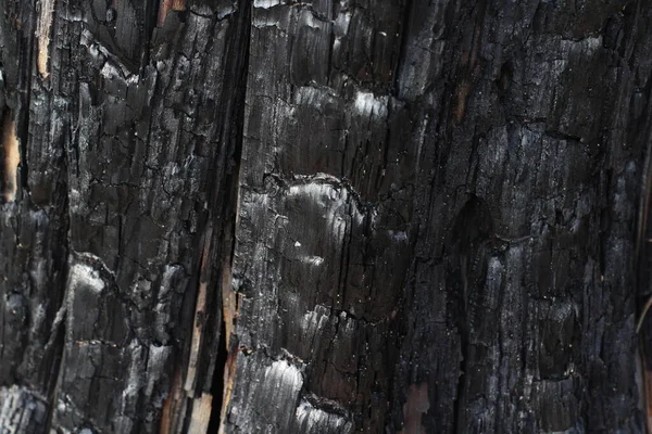 Textura Madeira Queimada Tronco Árvore Que Transformou Carvão Negro Após — Fotografia de Stock