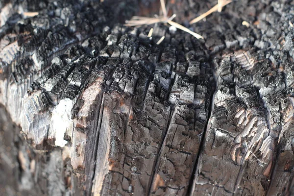 Textura Madeira Queimada Tronco Árvore Que Transformou Carvão Negro Após — Fotografia de Stock