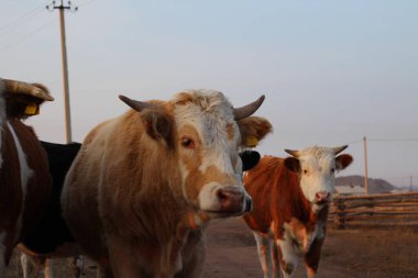 Boynuzlu ineklerin portre fotoğrafı. Bir sürü boğa ve buzağı kameraya farklı renklerde bakıyor. Tüylü karamel, kırmızı, siyah, beyaz kürk mandırası gün batımında tarım arazisinde sığır. 