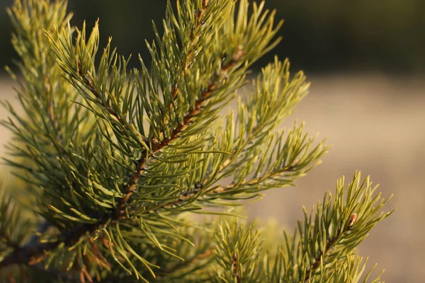 Coniferous fir-needles of pine tree branches close-up in autumn daylight. Reforestation young small evergreen trees forest