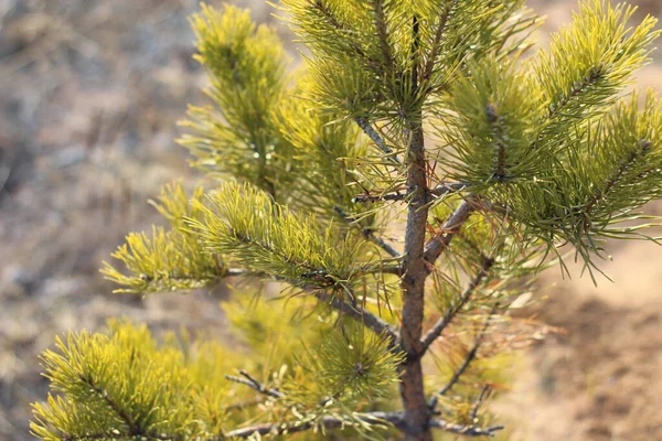 Agujas Abeto Coníferas Ramas Pino Cerca Luz Del Día Otoño — Foto de Stock