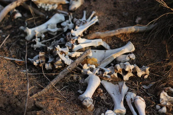 animal bones lying on the forest ground remains