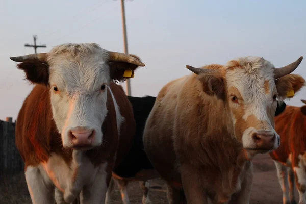 Photographie Portrait Vaches Cornues Troupeau Taureaux Génisses Regardant Caméra Avec — Photo