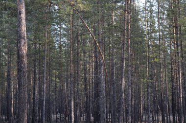 Çam ağaçlarının arka planı. İnce düz gövdeli, kozalaklı, yeni, sık ağaçlık ağaçlar yeniden ağaçlandırılmış. 