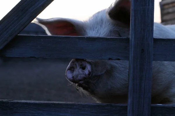 Groot Roze Varken Kijkt Naar Camera Pluizig Harig Nieuwsgierig Biggenhoofd — Stockfoto