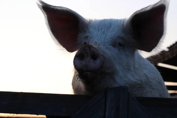 Большая Розовая Свинья Смотрит Камеру Пушистая Пушистая Пушистая Голодная Любопытная — стоковое фото