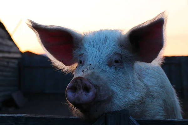 Big pink pig looking at the camera. Fluffy furry hungry and curious piglet head, funny snout with dirt, peeking out the pigpen wooden fence in twilight