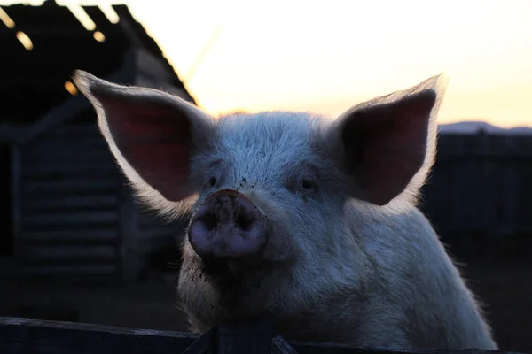 Groot Roze Varken Kijkt Naar Camera Pluizig Harig Nieuwsgierig Biggenhoofd — Stockfoto