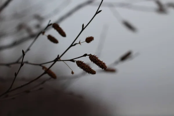 Φθινόπωρο Γυμνό Δέντρο Catkin Close Κλαδιά Ιστορικό Συννεφιασμένο Καιρό Νάνος — Φωτογραφία Αρχείου