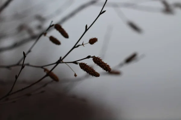 Autunno Albero Nudo Catkin Rami Close Sfondo Tempo Nuvoloso Nana — Foto Stock