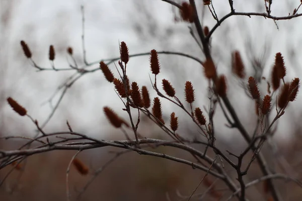 Herfst Kale Boom Catkin Close Takken Achtergrond Bij Bewolkt Weer — Stockfoto