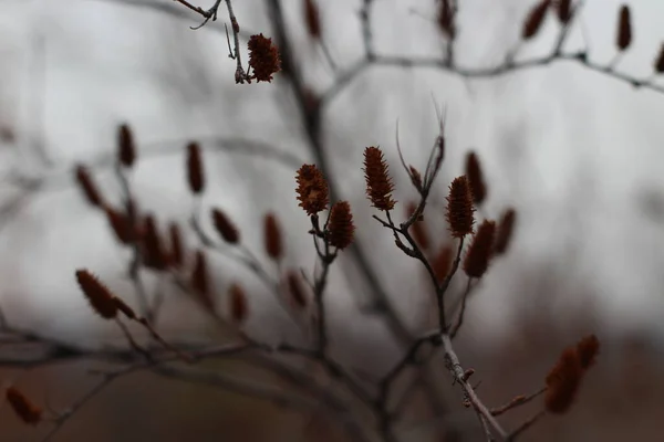 Herfst Kale Boom Catkin Close Takken Achtergrond Bij Bewolkt Weer — Stockfoto